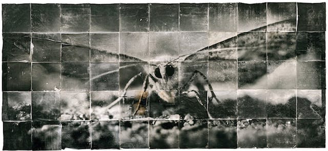 Starn Twins, "Attracted to Light 1" 