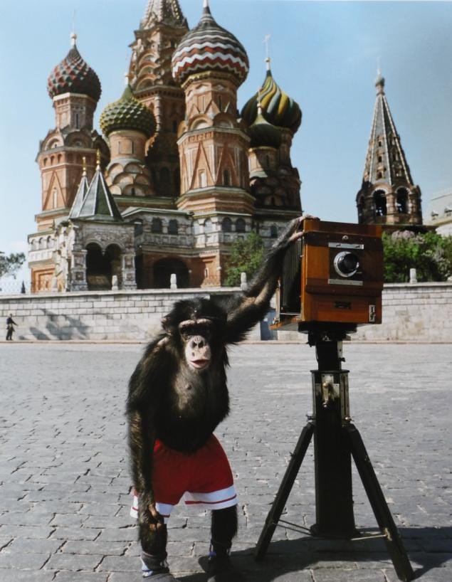 Chimpanzee Photographer