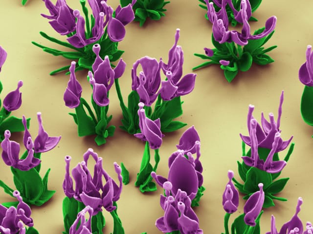Nanoflowers