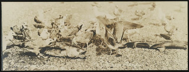 Avalon, Cal. / Lester Clement Barton. Creator(s): Barton, Lester Clement, 1884-1918, photographer Date Created/Published: 1908. Medium: 1 photographic print (postcard) Summary: Postcard shows gulls eating dead fish.