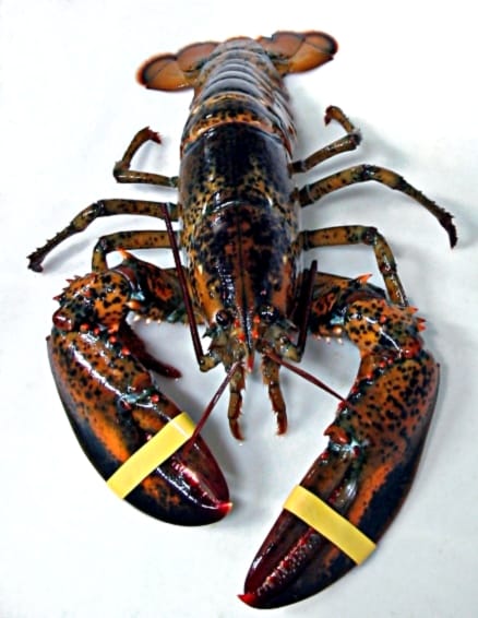 This is a Maine Lobster. Cooper Union president Jamshed Bharucha may be eating some on his summer vacation in Maine — possibly with butter, while wearing a bib. (image via Wikimedia)