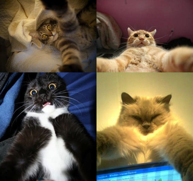 And the internet has started to cannabilize itself with these … cat selfies. (via thechive.com)