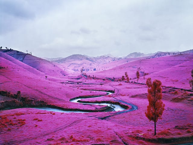 Richard Mosse, "Platon" (North Kivu, Eastern Congo, 2012), Digital c-print, AP, 183 x 229 cm