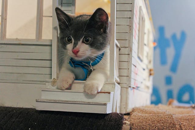 A kitty at the opening of Flux Factory's Kitty City