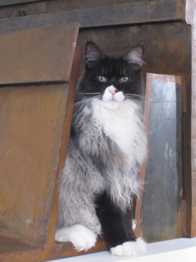 Marsden, a regal-looking Maine Coons cat named after Mainer artist Marsden Hartley, in Anthony Caro's "Case Study" (2011) (all photos courtesy Karen Wilkin)