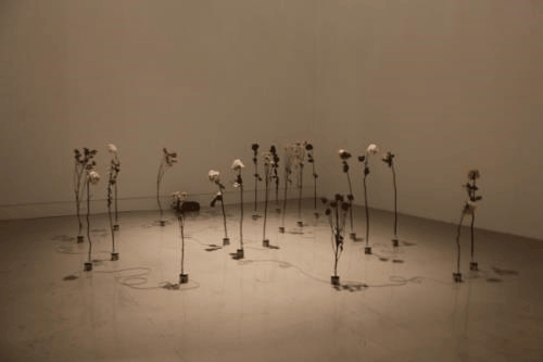 Eerily beautiful: Colombian artist Adriana Salazar animated dead flowers harvested from the garbage of an Orange County cemetery.