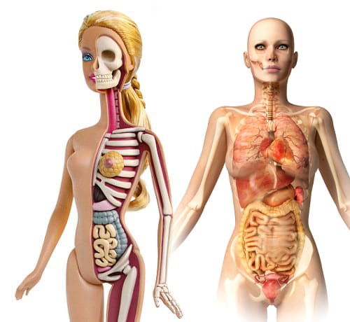 Anatomical Barbie (© Jason Freeny) alongside a regular anatomical rendering (composite via blog.birchbox.com)