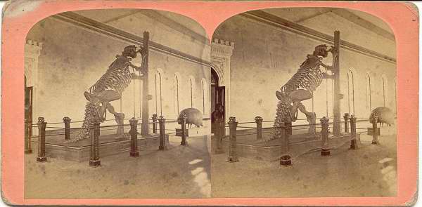 Animal Curiosities gallery in the Smithsonian (1872) (via Smithsonian Institution)