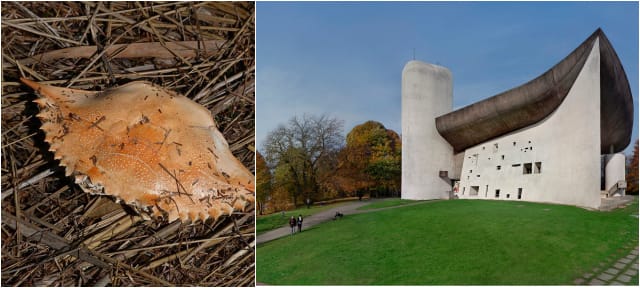 Crab shell (photograph by Rusty Clark, via Wikimedia); Le Corbusier (Charles-Édouard Jeanneret). (French, born Switzerland. 1887-1965). Chapelle Notre-Dame du Haut, Ronchamp. 1950–55. Photograph. 2012. The Museum of Modern Art, New York. Gift of Elise Jaffe + Jeffrey Brown. Photo © 2013 Richard Pare