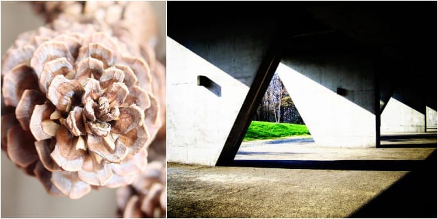 Pine Cone (via Wikimedia); Le Corbusier's Unité d'Habitation (photograph by Sweetsofa/Flickr user)