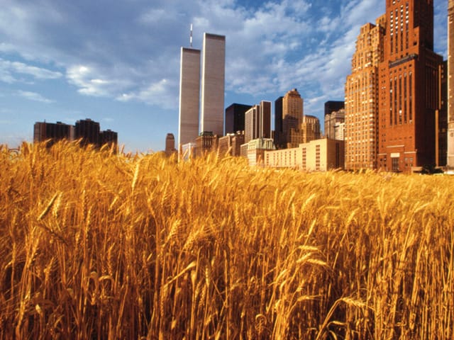Agnes Denes, "Wheatfield — A Confrontation" (1982), two acres of wheat planted and harvested in Battery Park landfill, Manhattan, New York (© Agnes Denes, via theecologist.org)