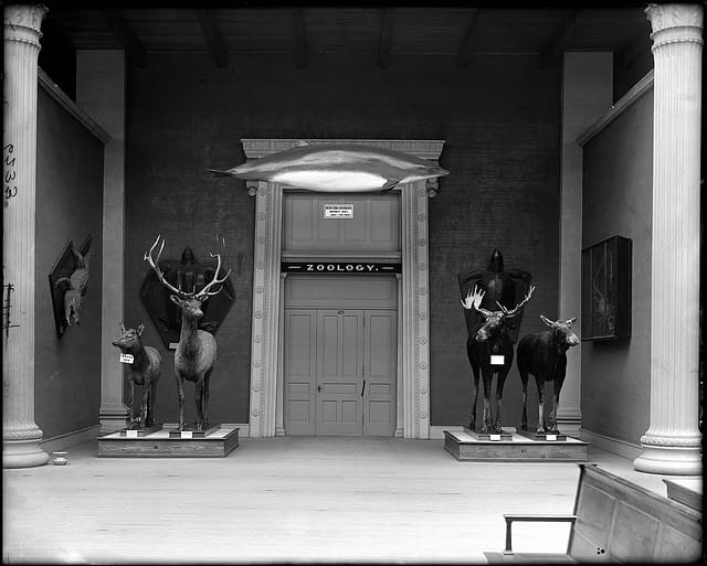 Field Museum, Chicago (1899) (via The Field Museum Library)