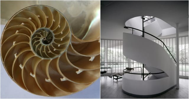 Nautilus shell (photograph by Jitze Couperus/Flickr user); Le Corbusier's Villa Savoye (photograph by scarletgreen/Flickr user)