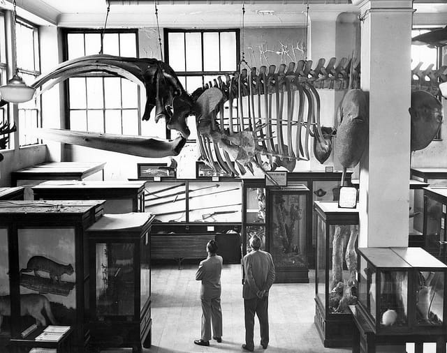 Museum of Natural History in Raleigh, North Carolina (ca. 1950s-1960s) (via State Archives of North Carolina)