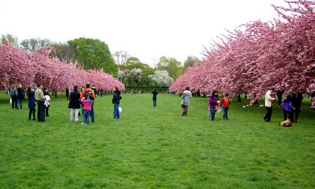 Brooklyn Botanic Garden (photograph by the author for Hyperallergic)