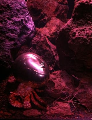 Pierre de Huyghe's "TK," featuring a Brancusi mark and Arrow crabs (photo by the author) (click to enlarge)