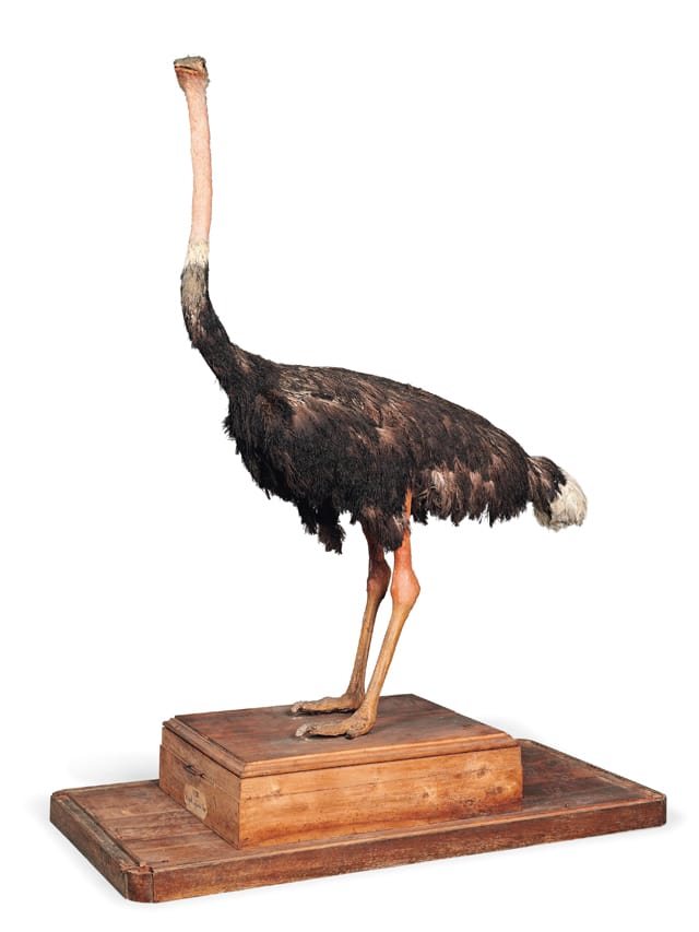 A rare North Italian Taxidermy Ostrich by Joseph Vulpinus, dated 1785 The glazed walnut case carved with chandelles and roundels with a paper label signed and dated `1785/Joseph Vulpinus Fecit' The ostrich - 82.1/2 in. (210 cm.) high; The case - 101 in. (257 cm.) high; 72.3/4 in. (185 cm.) wide Estimate: £8,000 - 12,000
