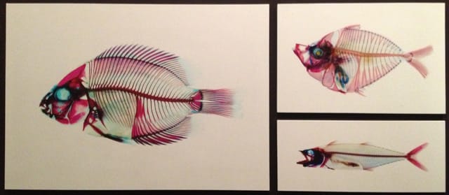 Stained cichlid, ponyfish, and mackerel