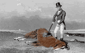 No horses were harmed in the creation of this GIF.