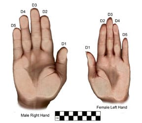 Male and female hands, showing dimorphism (image courtesy Dean Snow)