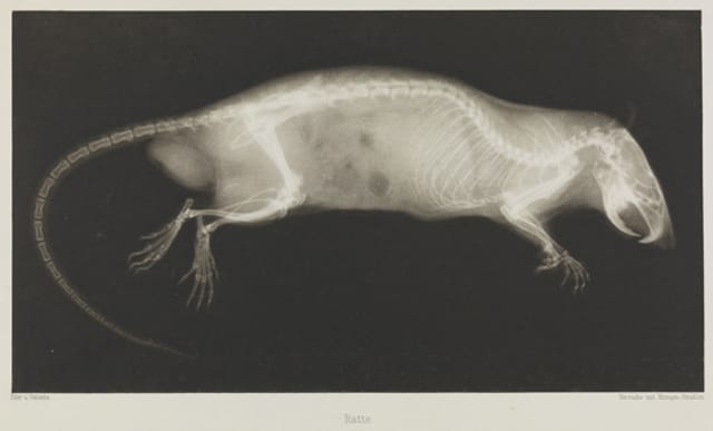 Ratte, 1896, Eduard Valenta and Josef Maria Eder © National Media Museum, Bradford