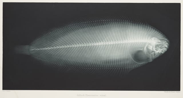 Solfisch (Pleuronectes Solea), 1896, Eduard Valenta and Josef Maria Eder © National Media Museum, Bradford