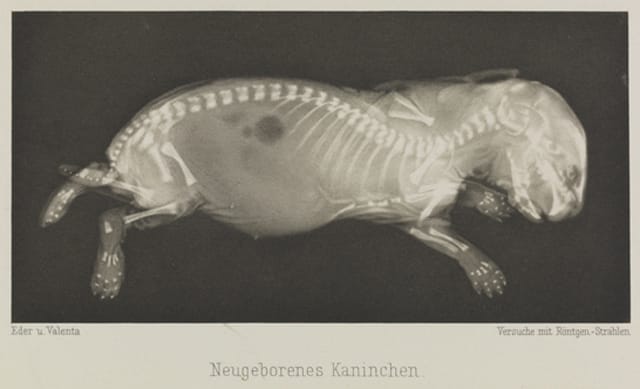 Neugeborenes Kaninchen, 1896, Eduard Valenta and Josef Maria Eder © National Media Museum, Bradford