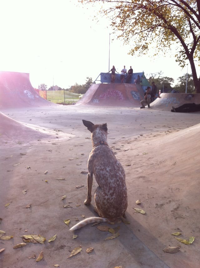 Ride It Sculpture Park with newly built section and visiting dog (photo credit: Mitch Cope)