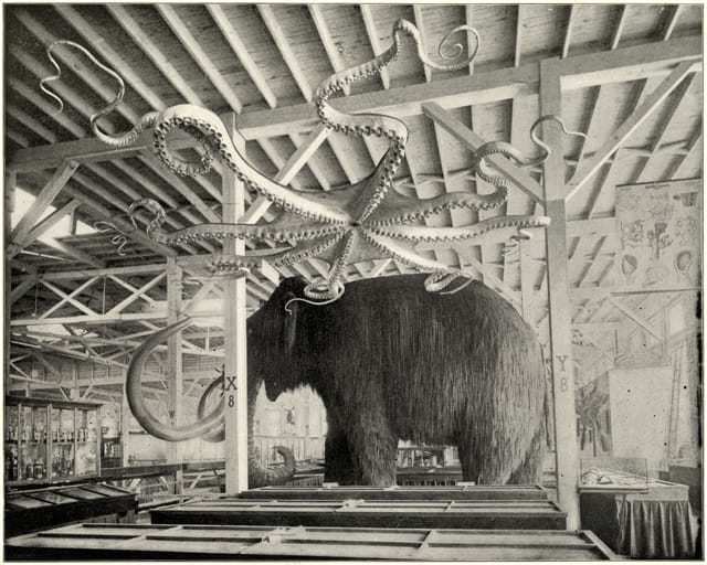Woolly mammoth and giant octopus models pictured here were on display in the Anthropological Building of the World’s Fair (the octopus is on display in "Opening the Vaults") (© The Field Museum)
