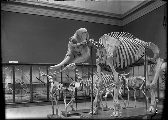 Mammoth skeletons in the Field Columbian Museum, founded after the World's Fair (© The Field Museum)