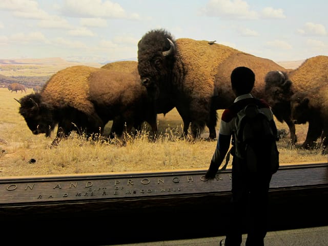 An diorama painted by Fred F. Scherer at the American Museum of Natural History (photograph by the author)