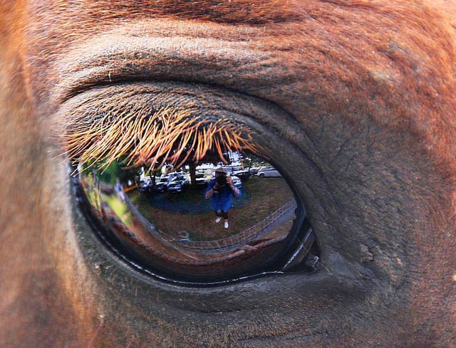 Selfie in the eye of a horse (by Pandora's Perspective on Flickr)