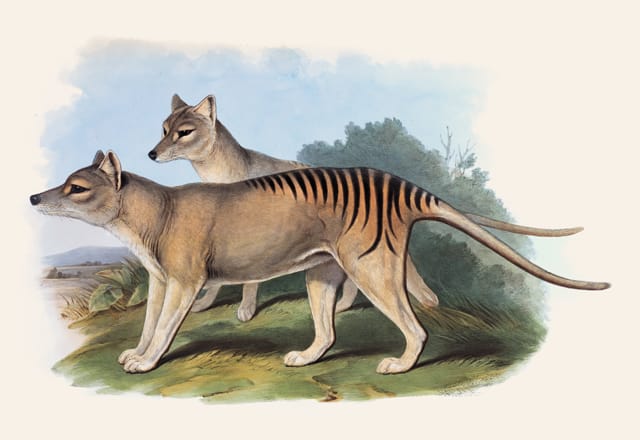 Tasmanian Tiger English ornithologist and taxidermist John Gould’s images and descriptions for the three-volume work The mammals of Australia (1863) remain an invaluable record of Australian animals that became increasingly rare with European settlement. The “Tasmanian tiger” pictured here was actually a thylacine (Thylacinus cynocephalus), the world’s largest meat-eating marsupial until going extinct in 1936.  © AMNH\D. Finnin 