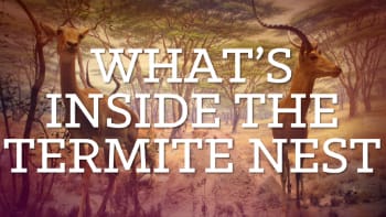What's Inside the Termite Nest (video still via AMNH)