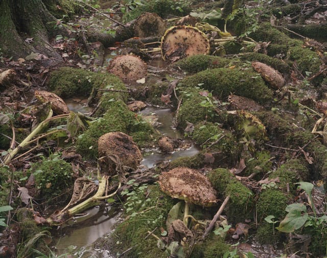 Tanya Marcuse, "Fallen Nº 306" (2012), pigment print, 37 3/4 x 48"