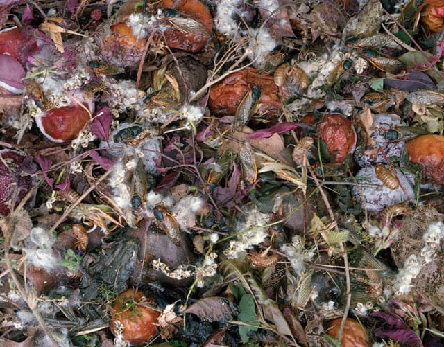 Tanya Marcuse, "Fallen Nº 484" (2013), pigment print, 18" x 23"