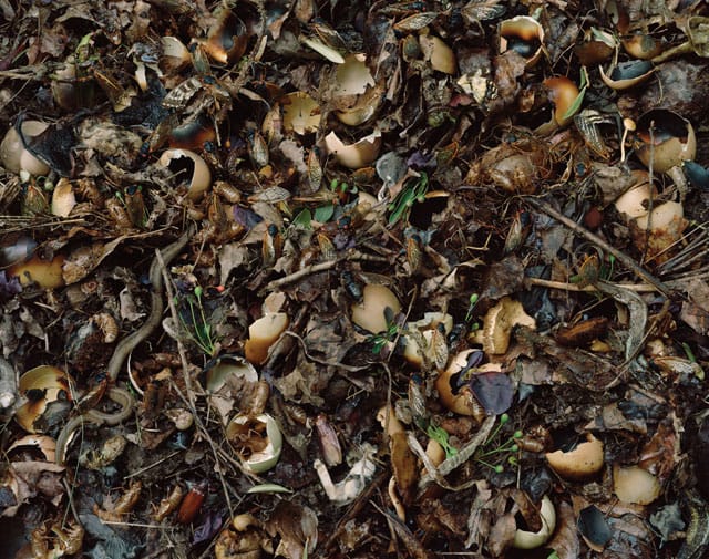 Tanya Marcuse, "Fallen Nº 496" (2012), pigment print, 56 x 71" 