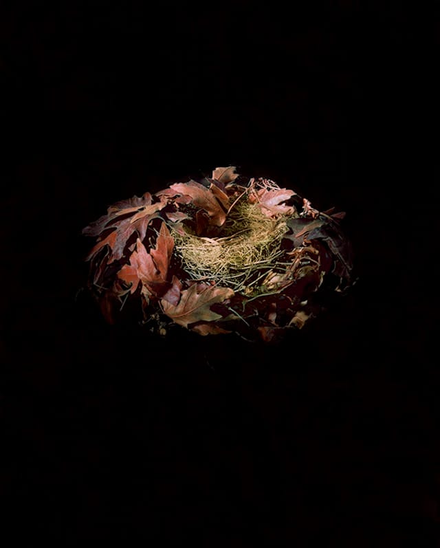 Richard Barnes, "Purple Finch" (2000), 42 x 32 inches, pigment print