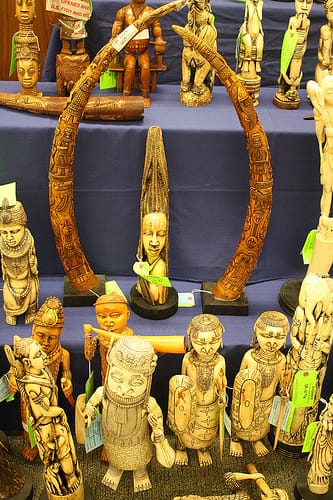 Illegal carved ivory (photograph by Bill Butcher) ((courtesy  U. S. Fish and Wildlife Service - Northeast Region, via Flickr)