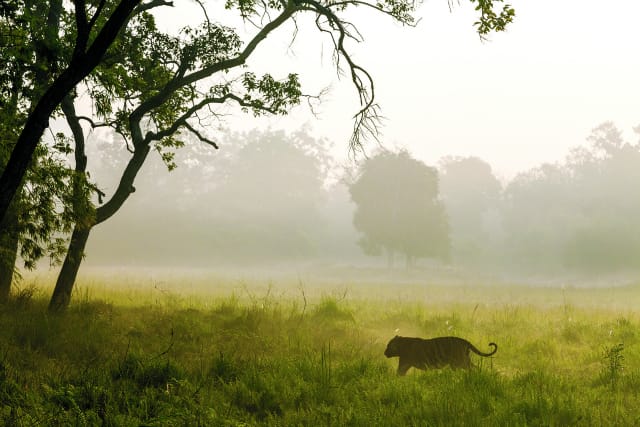 A male tiger crosses open grasslands in early morning. Bandhavgarh National Park, India. (Photo by Steve Winter/National Geographic)