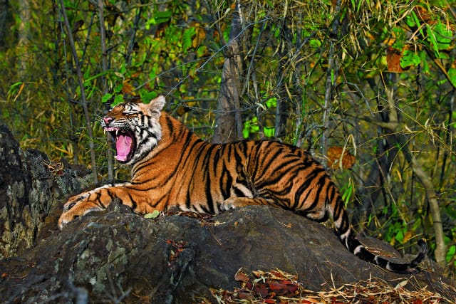 A ten-month-old cub yawns, midday. Tigers are essentially nocturnal,  most active from dusk to dawn, and tend to sleep during the heat of  the day. (Photo by Steve Winter/National Geographic)