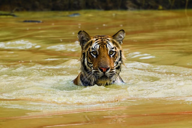 This 14-month-old cub, cooling off in a pond, is riveted by a deer that  appeared near the shore. Tigers are powerful swimmers; they can  easily cross rivers 4 to 5 miles wide and have been known to swim  distances of up to 18 miles. (Photo by Steve Winter/National Geographic)