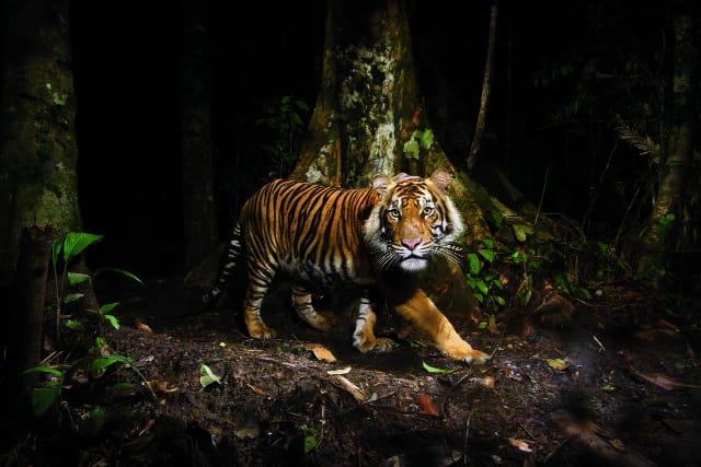 A tiger peers at a camera trap it triggered while night hunting in the  forests of northern Sumatra, Indonesia. (Photo by Steve Winter/National Geographic)