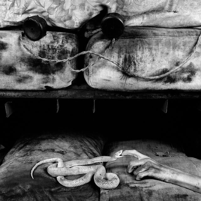 Roger Ballen, "Bite" (2007)
