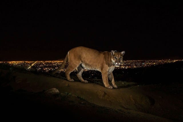 Steve Winter's photograph of a cougar in Los Angeles' Griffith Park (courtesy National Geographic & World Press Photo)