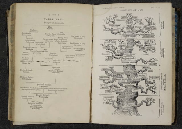 The Pedigree of Man. Ernst Haeckel, The evolution of man. London, 1879.   Download file( .JPG, 431KB ) Ernst Haeckel was inspired by the ideas of Charles Darwin and sought to devise trees organising all life on Earth.