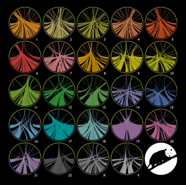 Circles of Life (c) Martin Krzywinski, Circles of Life, 2014   Download file( .PNG, 5MB ) Specially commissioned for Beautiful Science, these striking ‘Circos’ diagrams picture the genetic similarities between humans and five other animals: chimpanzee, dog, opossum, platypus and chicken.