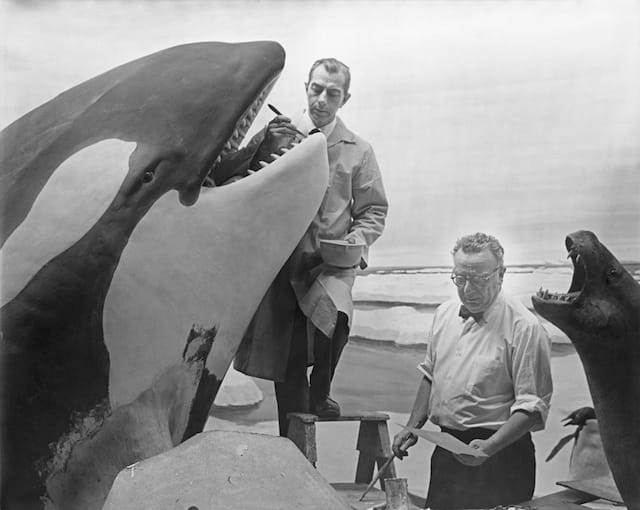 Ray De Lucia and Matt Kalmenoff working on Killer Whale Group, Milstein Hall of Ocean Life, 1967