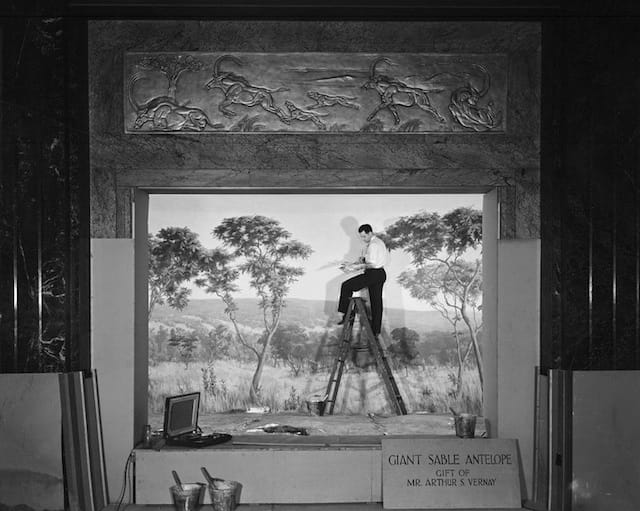 Painting background for Sable Antelope Group, Akeley Hall of African Mammals, 1933