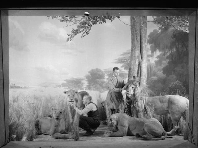 Bierwert, Thane L., “Preparing African Lion Group, 1935,”